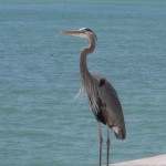 Blue-Heron