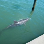 Dolphin-by-Seawall