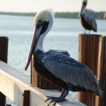 Pelican